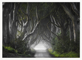 DARK HEDGES Poster