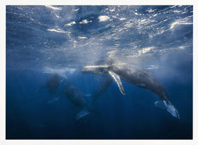 Humpback Whale Poster