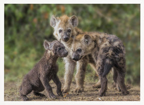 Baby Hyena Poster