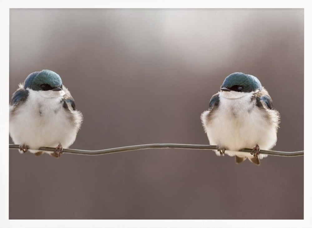 Birds on a wire Poster