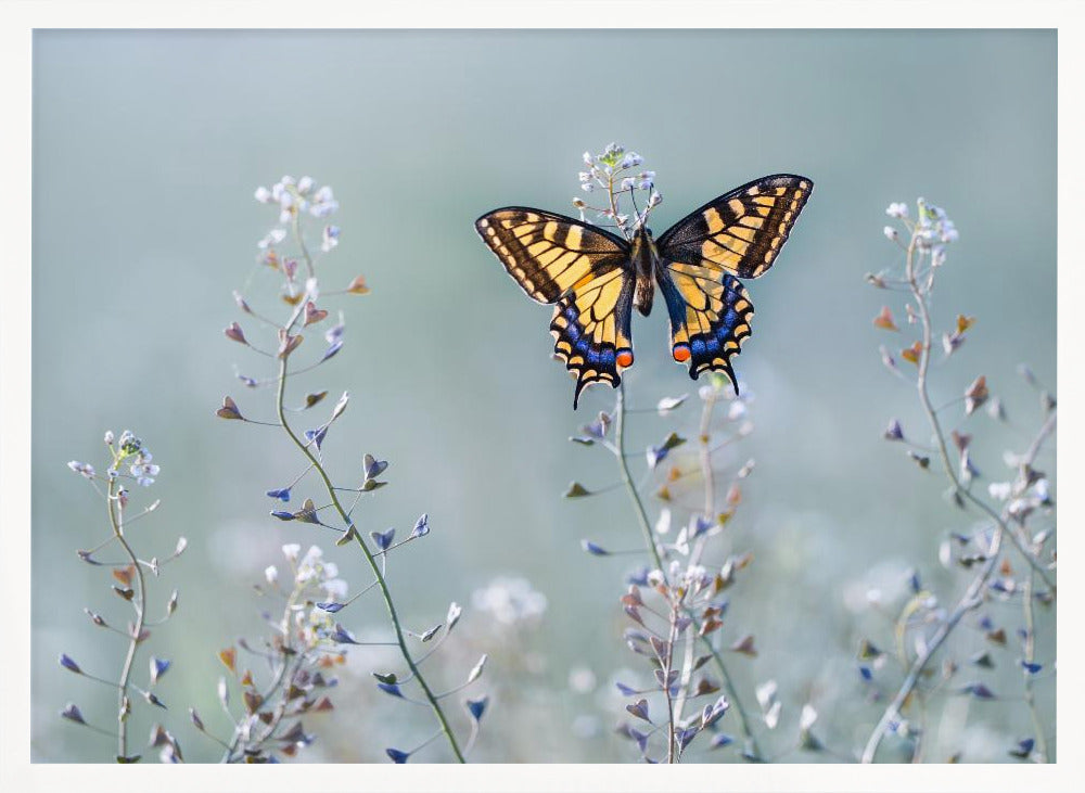 Swallowtail beauty Poster