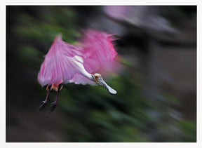 Roseate Spoonbill in Motion Poster