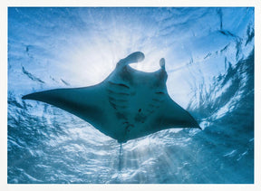 Manta ray Poster