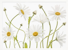 Ox eye Daisies Poster