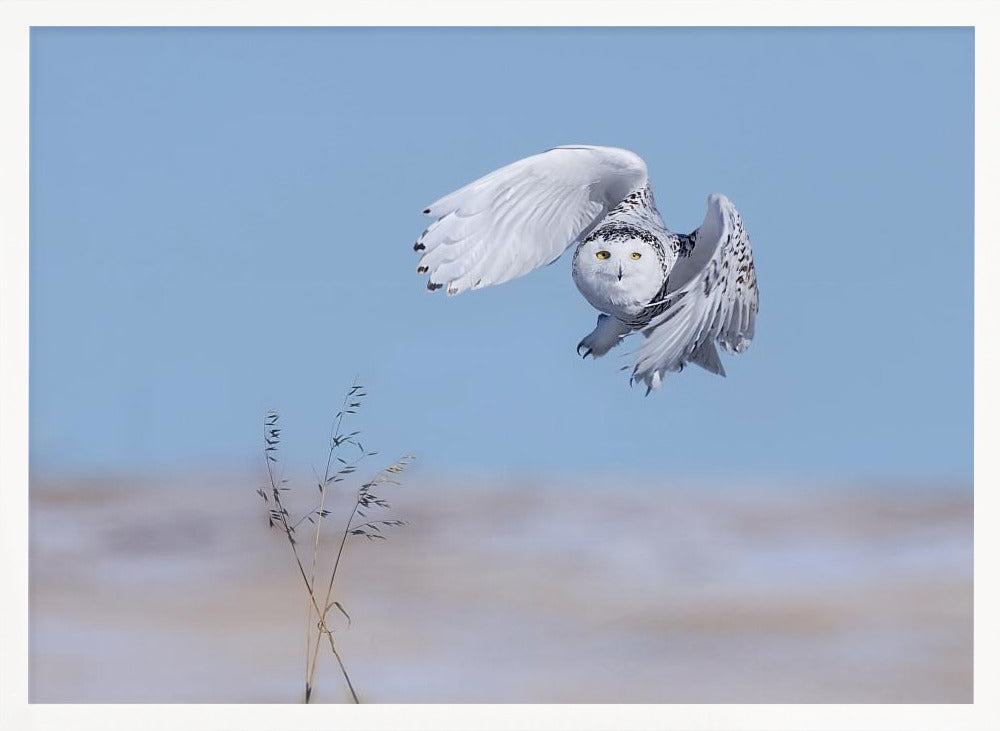 Snowy Owl Poster