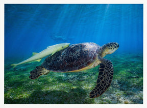 Sea Turtle Poster