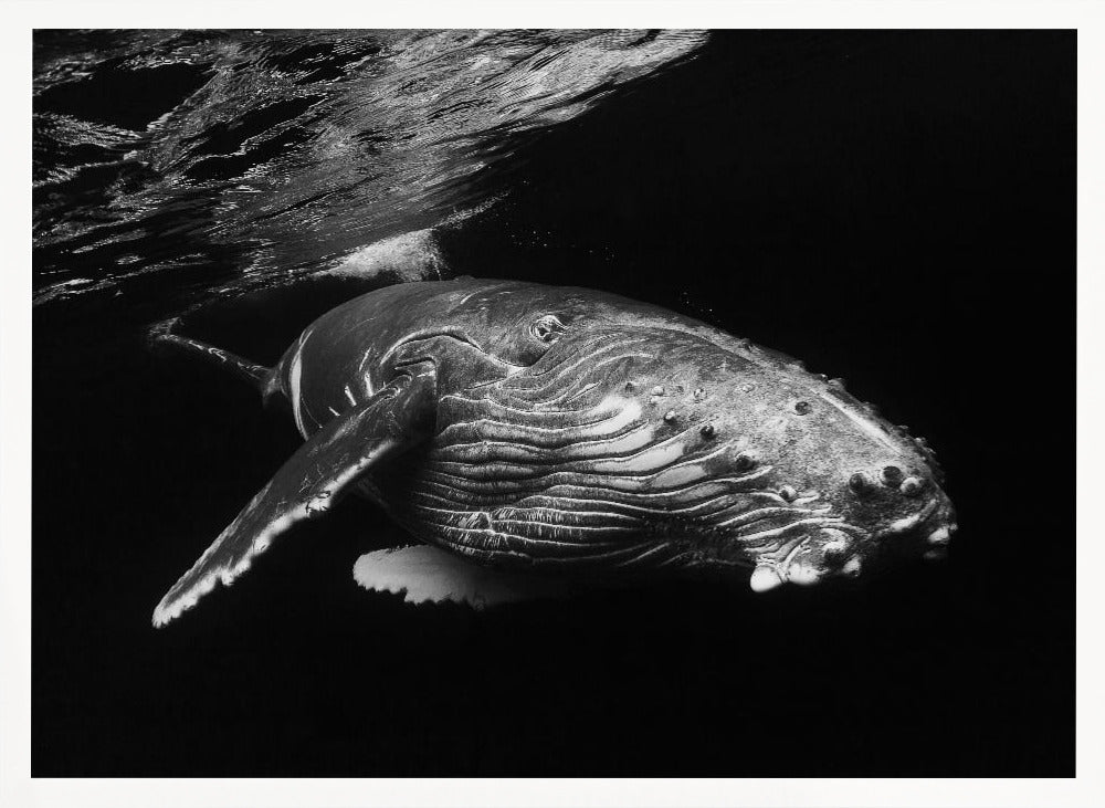 Humpback Whale calf Poster