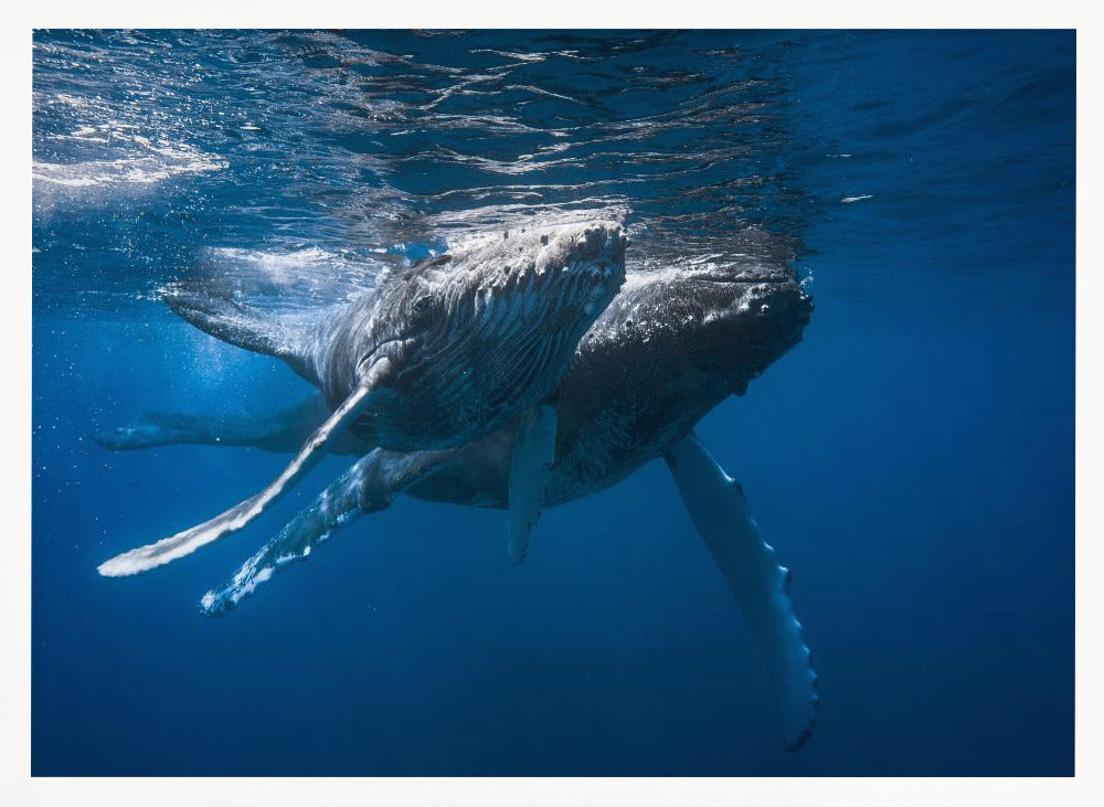 Humpback whale Poster