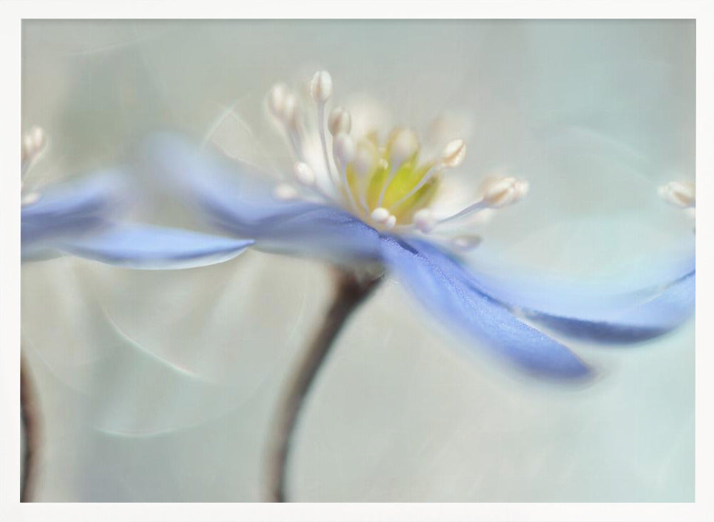 Dancing anemones Poster