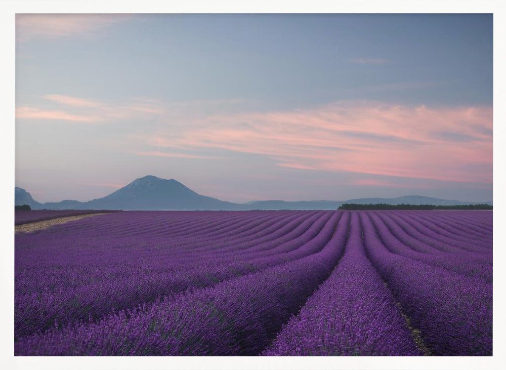 Lavender field Poster