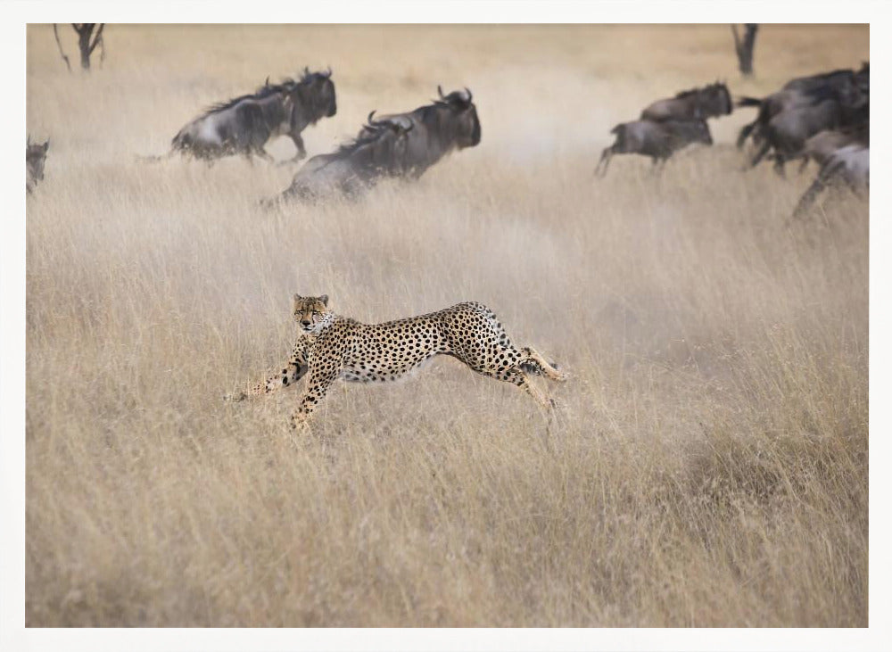 Cheetah Hunting Poster