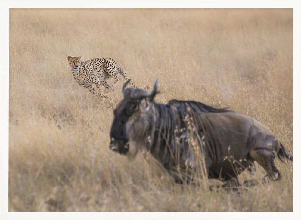 Cheetah Hunting - 2 Poster