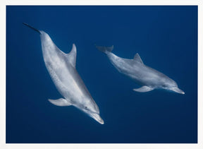 Bottlenose dolphins Poster