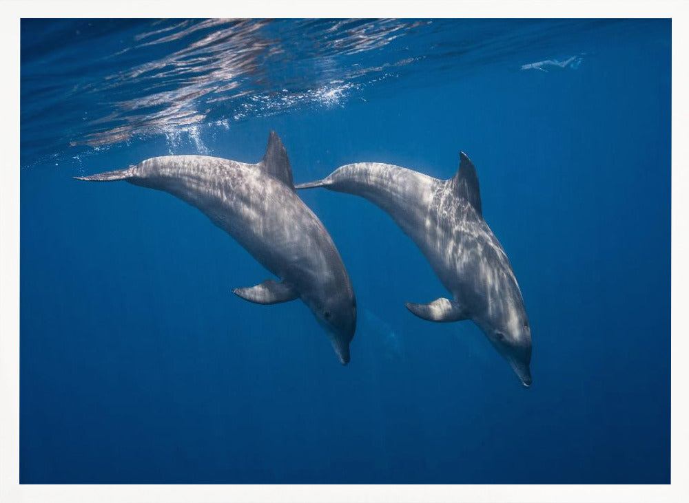 Two bottlenose dolphins Poster