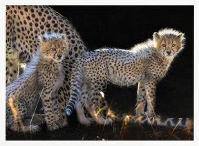 Baby Cheetahs Poster