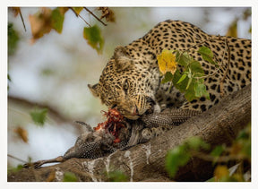 GUINEAFOWL KILL Poster