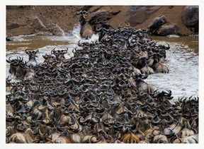 Wildebeests Crossing River Poster