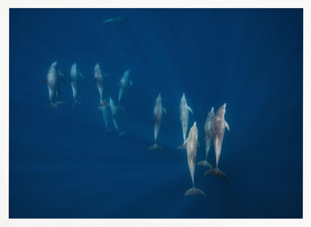 Dolphin group Poster