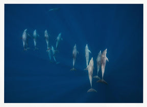 Dolphin group Poster