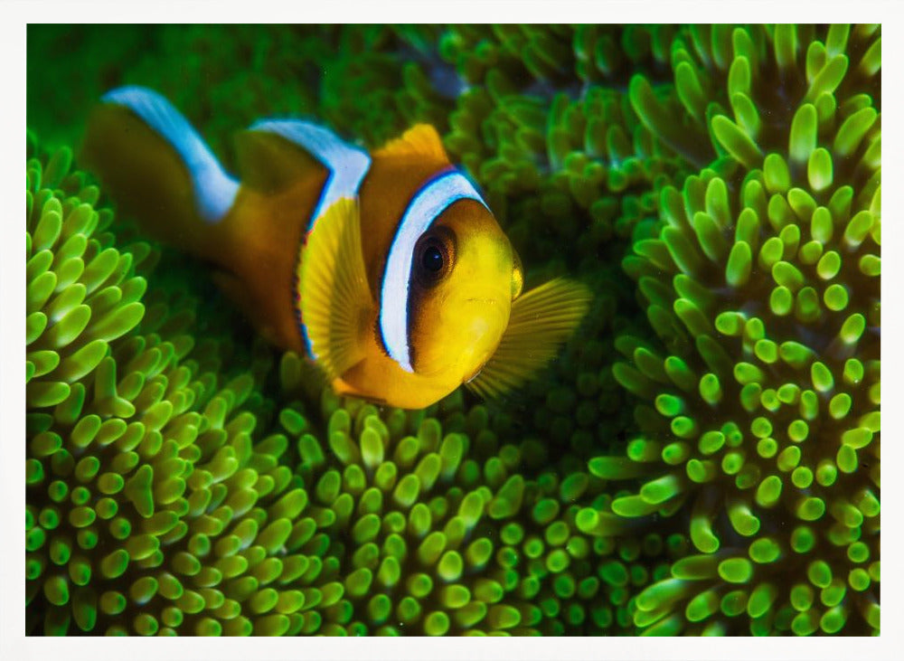 Yellow clownfish on green anemon Poster