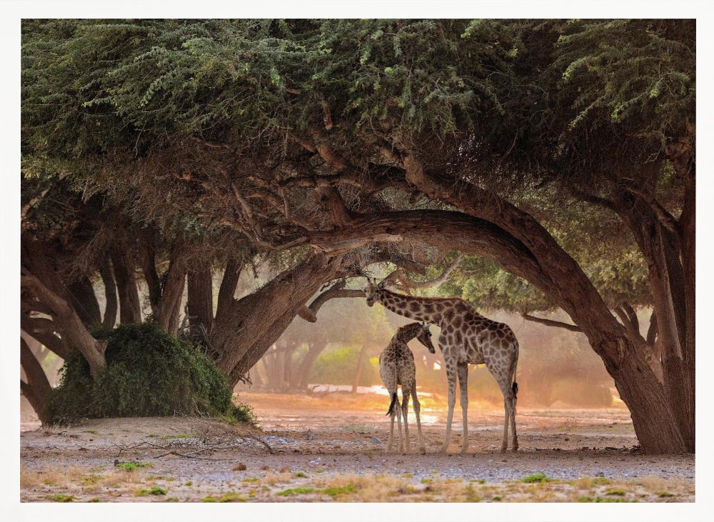 Giraffe - Namibia Poster