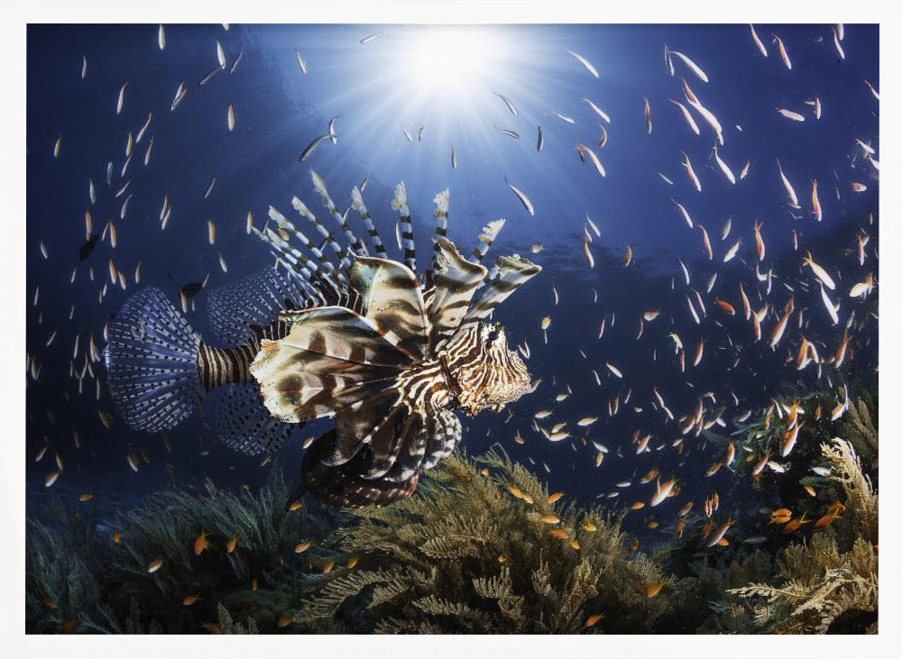 Lionfish Poster