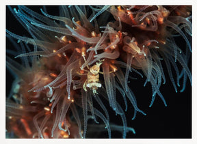 Zanzibar whip coral shrimp Poster