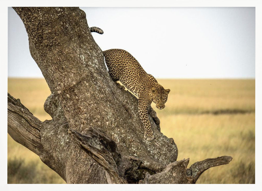 Leopard - Serengheti, Tanzania Poster