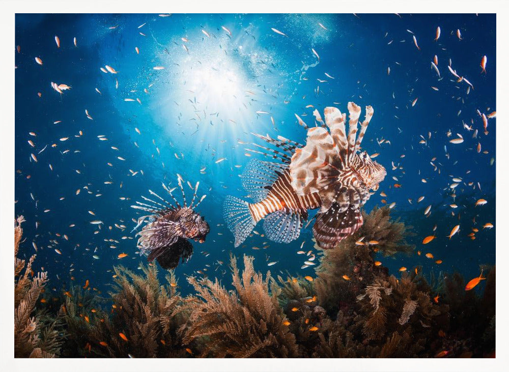 Lionfish Poster