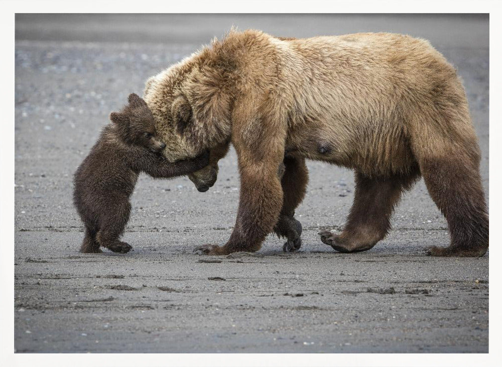 A Little Bear Hug Poster