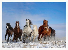 Mongolia Horses Poster