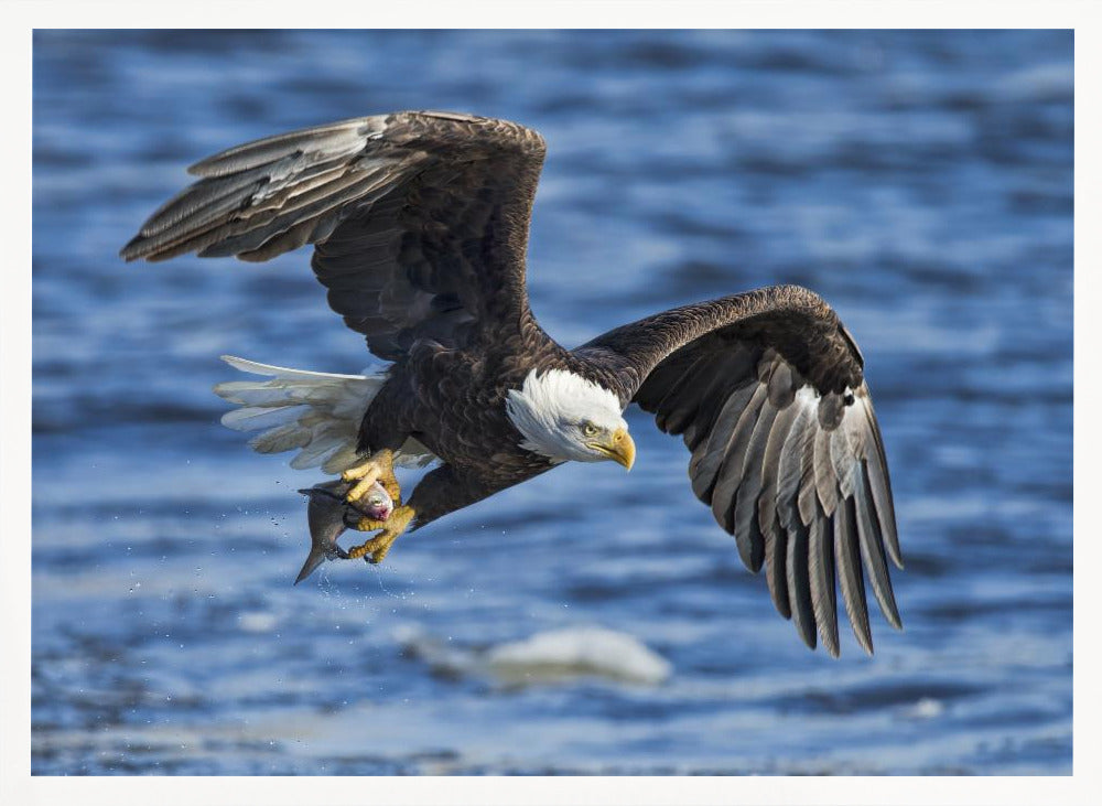 Bald Eagle Catching Fish Poster