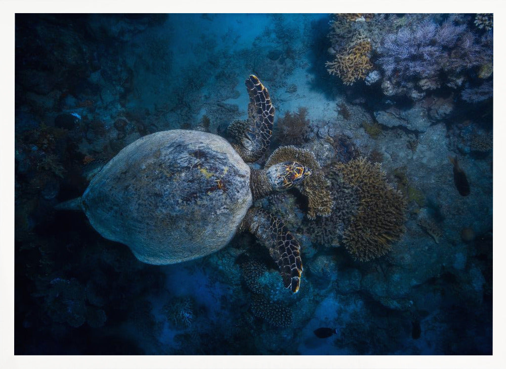 Hawksbill sea turtle Poster