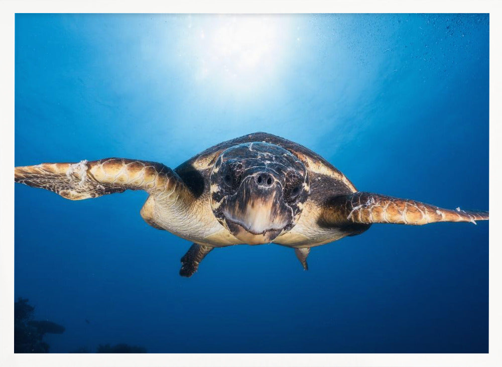 Face to Face with a Hawksbill sea turtle Poster