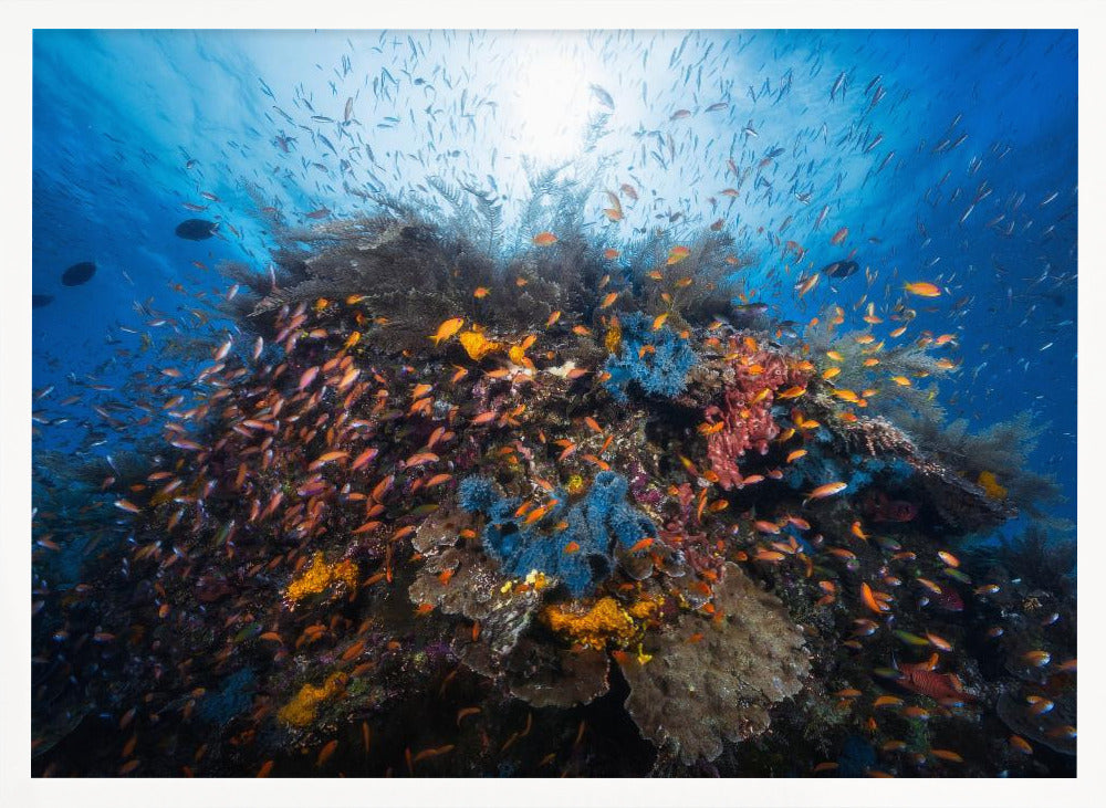 Life explosion Poster