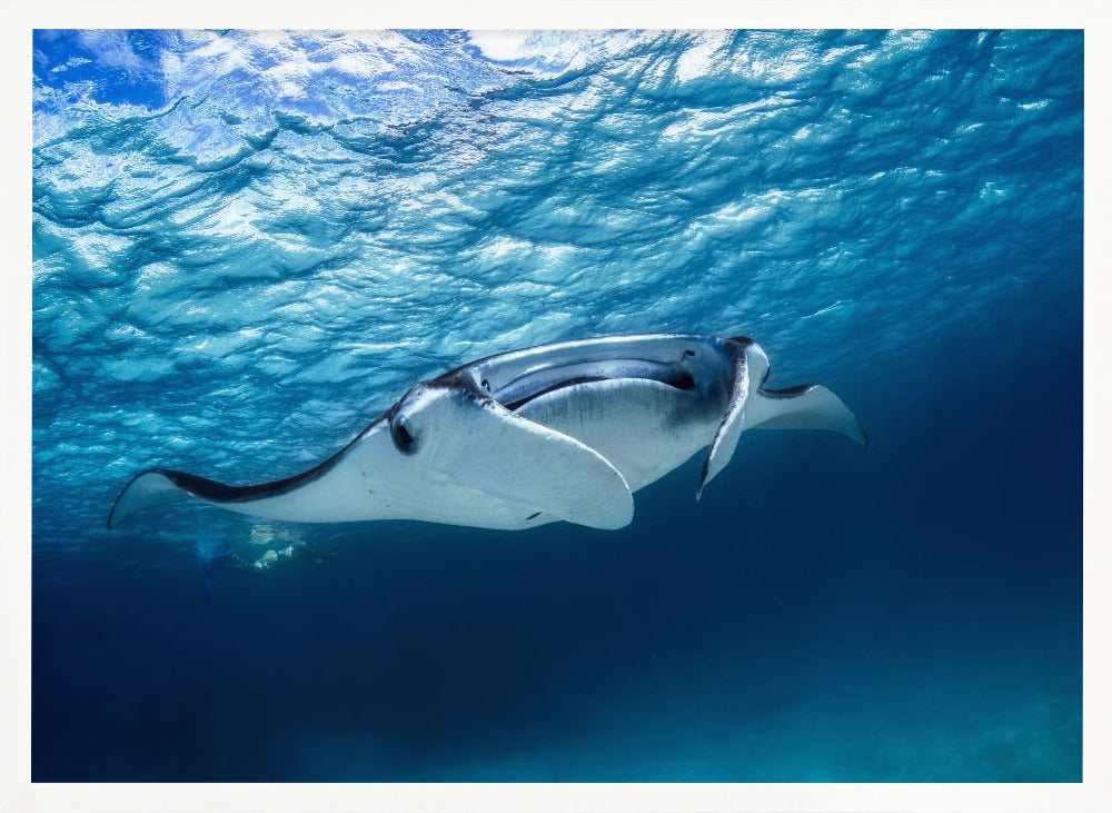 Manta ray Poster