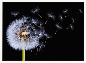 Dandelion Blowing Poster