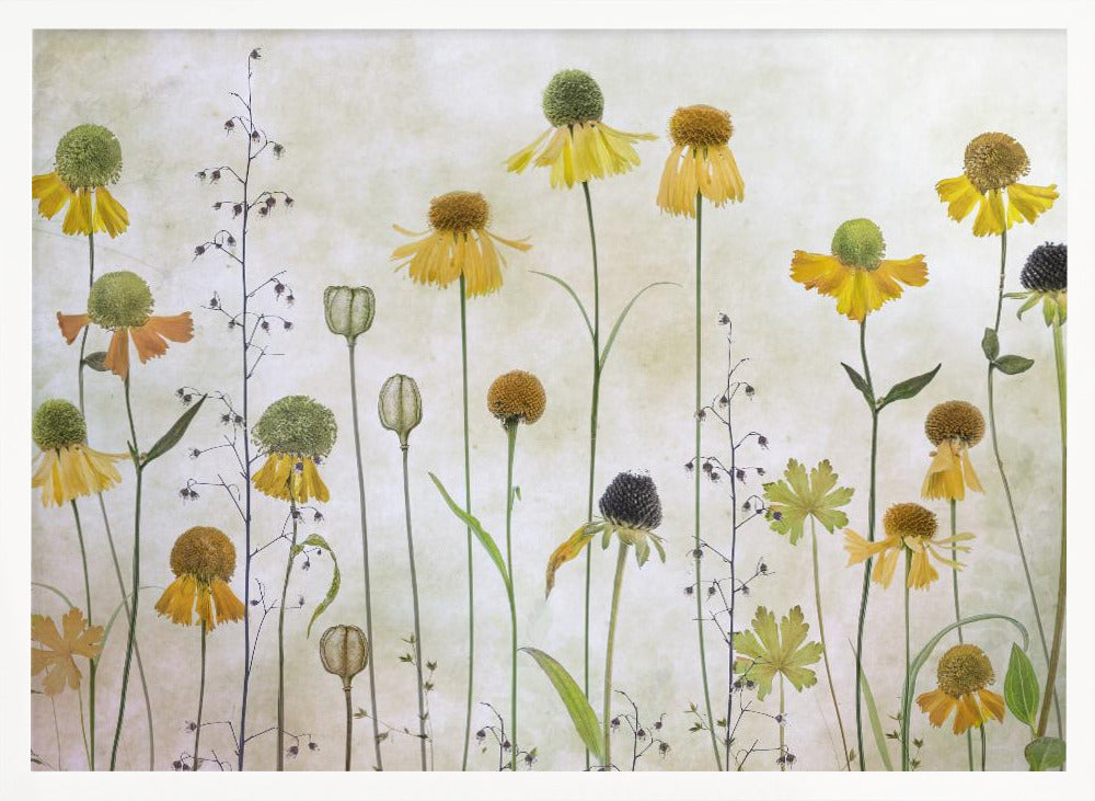 Helenium Poster