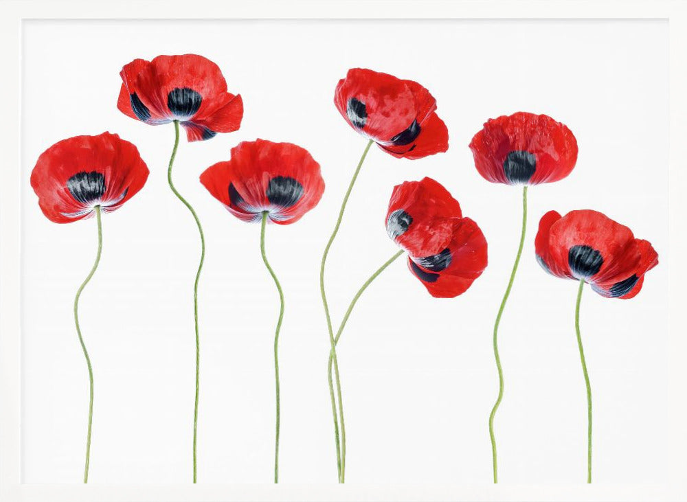 Ladybird Poppies Poster