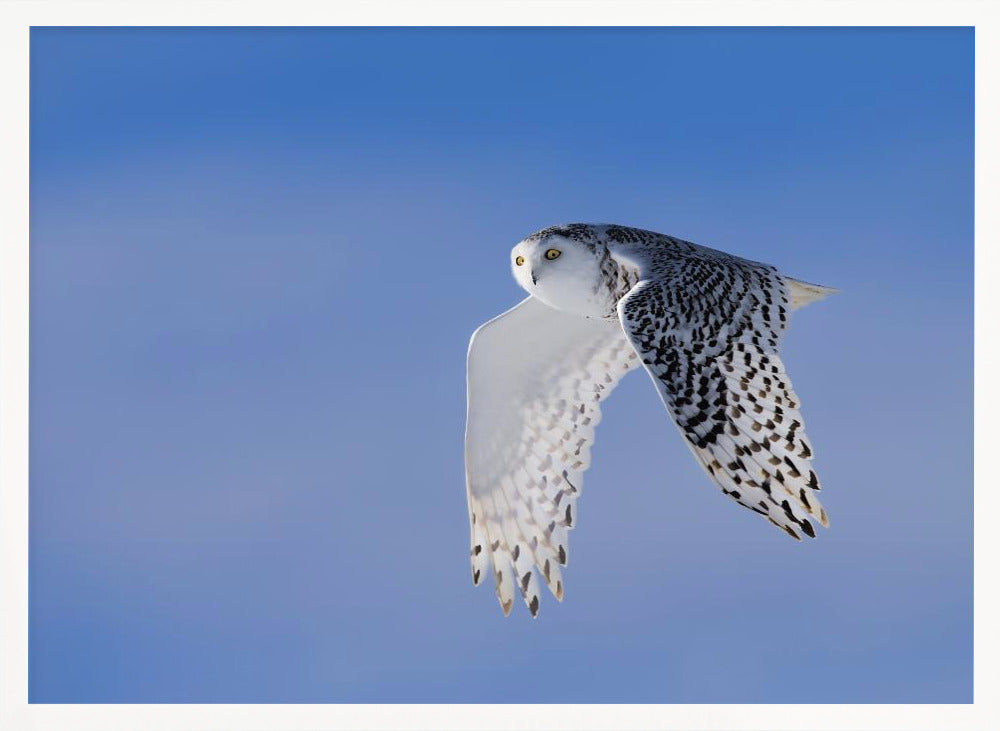 Flying Under Blue Poster