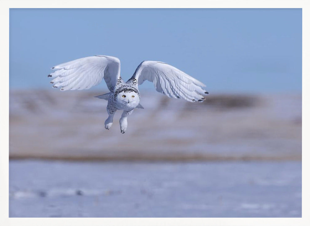 Snow Owl Poster