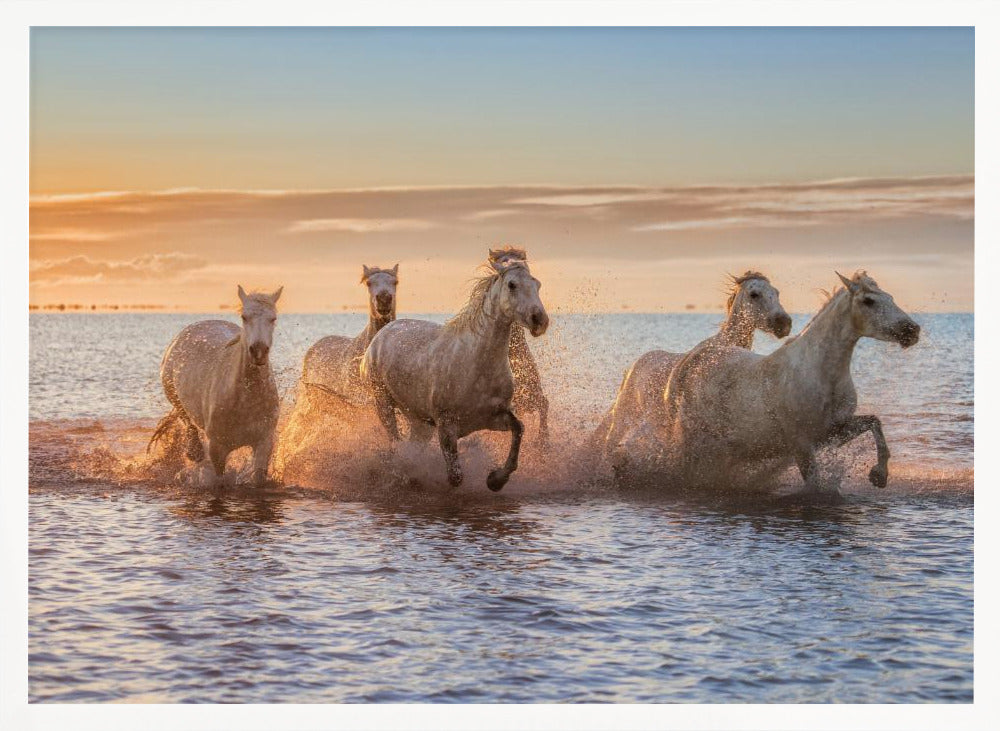 Camargue Horses II Poster