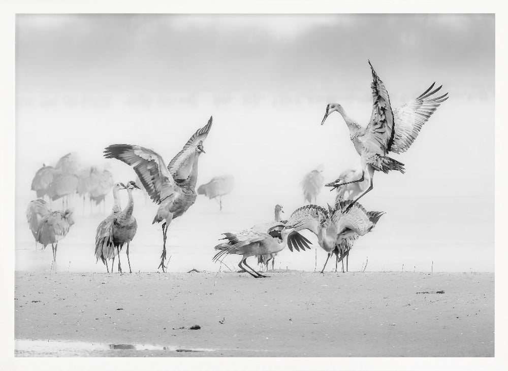 Sandhill Cranes in Morning Poster