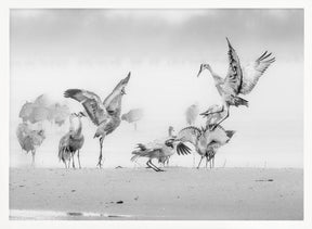 Sandhill Cranes in Morning Poster