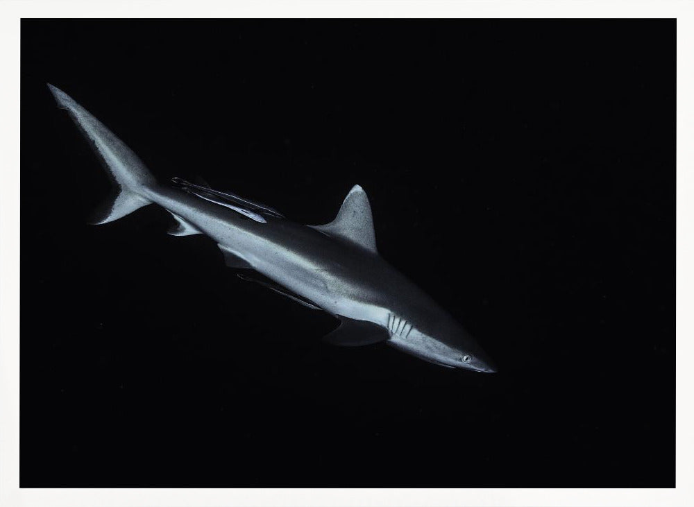 Gray reef shark Poster