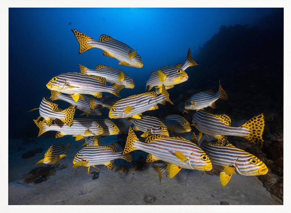 Underwater photography-Indian ocean sweetlips Poster