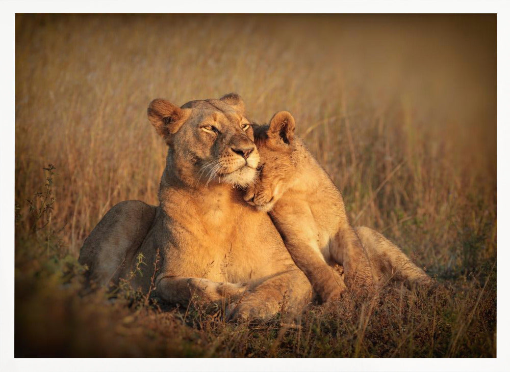 FELINE FAMILY Poster