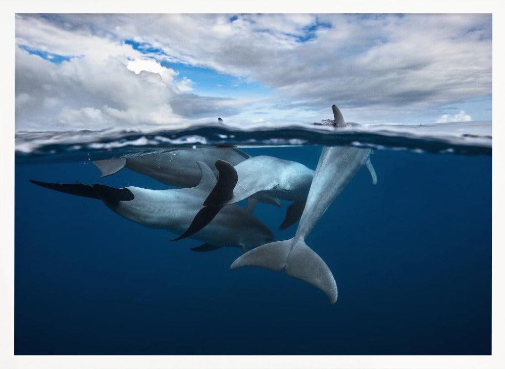 Pod of dolphin at the surface Poster