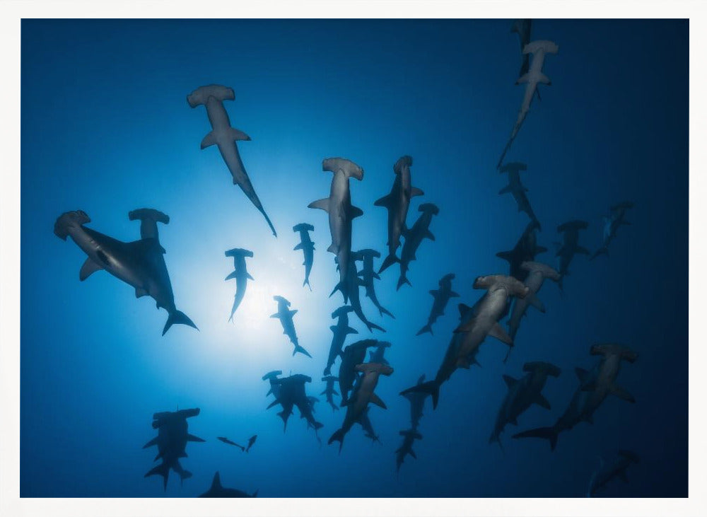 Hammerhead Shark - Underwater Photography Poster