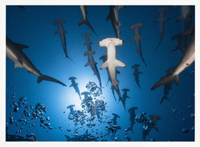 Hammerhead Shark Poster